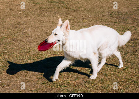 Schweizer Schäferhund Berger Blanc Suisse mit Platte im Freien spielen. Stockfoto