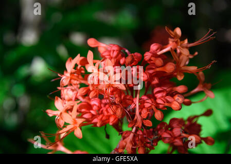 Rot Clerodendrum Paniculatum Blume. Pagode Blüte im Tangkoko Nationalpark. Nord-Sulawesi. Indonesien Stockfoto