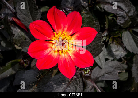 Eine glückliche Flamme Dahlie in der Anrede-Garten in der Stadt Sandwich in Kent. Stockfoto