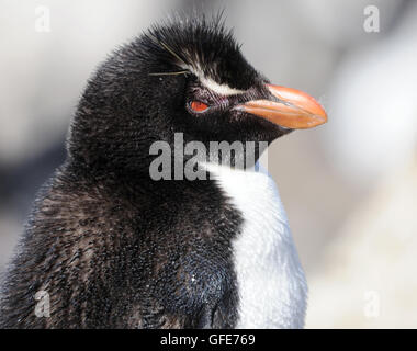 Südlichen Rockhopper Penguin, Eudyptes (Chrysocome) Chrysocome in der Verschachtelung Kolonie auf Saunders Island. Falkland-Inseln Stockfoto