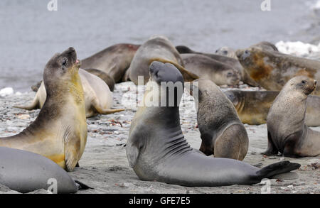 Zwei jungen männlichen südlichen See-Elefanten (Mirounga Leonina) Holm in Vorbereitung auf das Erwachsene Leben. Schindel Cove, Coronation Island, Stockfoto