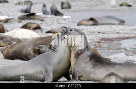 Zwei jungen männlichen südlichen See-Elefanten (Mirounga Leonina) Holm in Vorbereitung auf das Erwachsene Leben. Schindel Cove, Coronation Island, Stockfoto