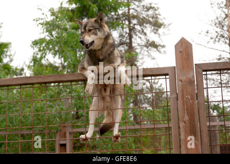 Husky-Farm. Hund auf dem Zaun sitzen. Finnland Stockfoto