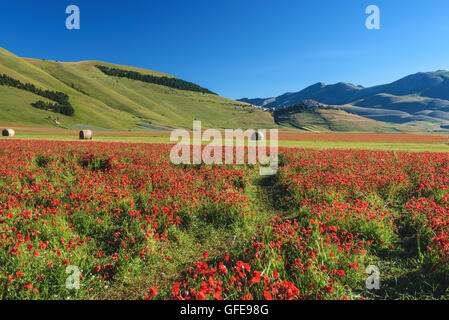 Blühende rote Mohnblumen an einem Sommertag in Umbrien, Italien. Stockfoto