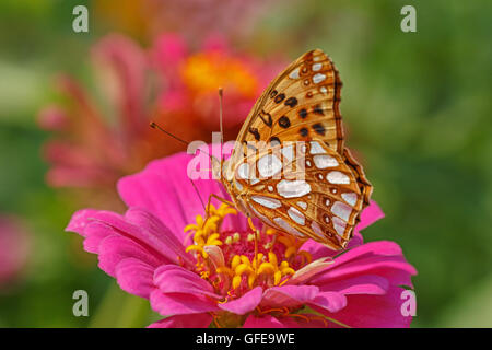 Nahaufnahme eines hohen braunen Fritillary Schmetterling auf Blume Zinnie Stockfoto