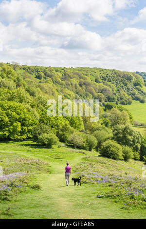 Frühling gehen auf Cam Gipfel in Richtung Cam Long Down auf die Cotswold Weg, Gloucestershire, England, UK Stockfoto