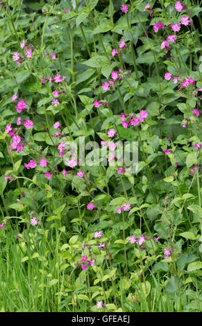 Red Campion (Silene Dioica) in einem Frühling Hecke, England, UK Stockfoto