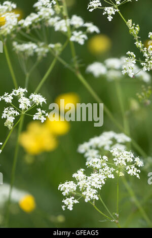 Wilde Möhre oder Queen Annes Spitze und Butterblumen in eine Hecke, England, UK Stockfoto