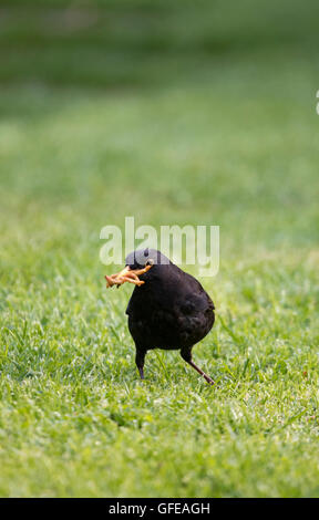 Männliche Amsel 'Turdus Merula"Mehlwürmer aus einer Wiese im Garten sammeln Stockfoto