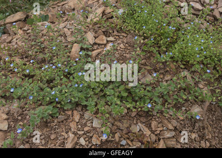 Feld Ehrenpreis/Veronica persica - eine niedrige ausbreitende haarige jährliche Weed gesehen straggling über einige steinigen Boden. Stockfoto