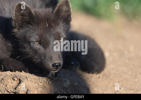 Arctic fox, West Fjords, Iceland Stockfoto