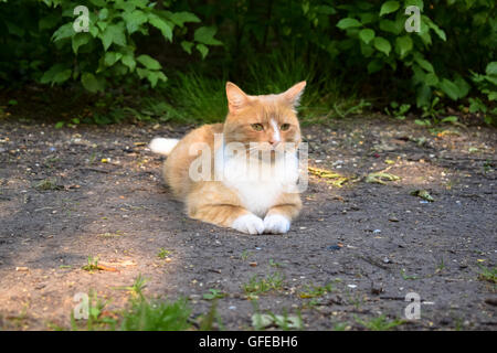 Katze auf dem Boden in der gefleckten Sonne Stockfoto