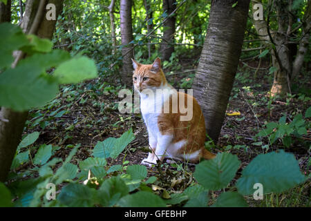 Ingwer-Katze sitzt gegen Baum im Wald Stockfoto