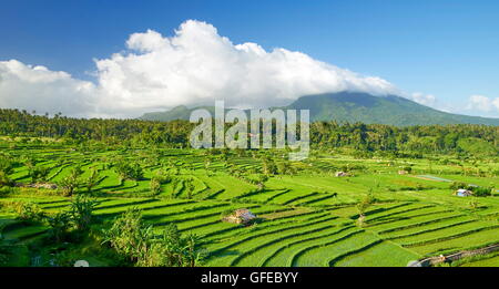 Rice Field Terrassenlandschaft, Bali, Indonesien Stockfoto