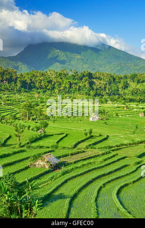 Rice Field Terrassenlandschaft, Bali, Indonesien Stockfoto