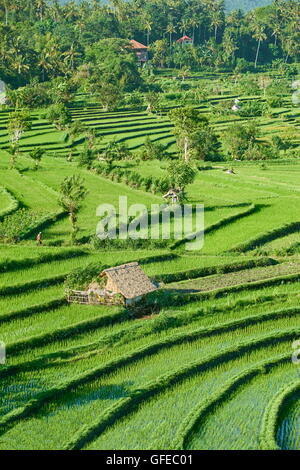 Reis-Terrassenlandschaft, Bali, Indonesien Stockfoto