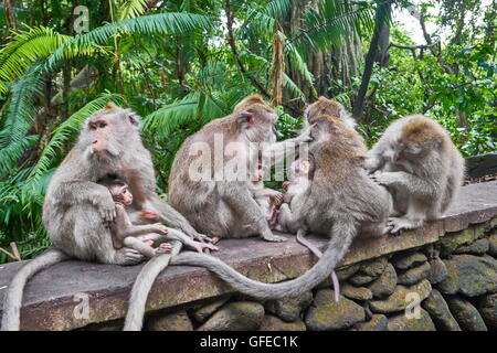 Gruppe von Makaken an als Monkey Forest Sanctuary, Bali, Indonesien Stockfoto