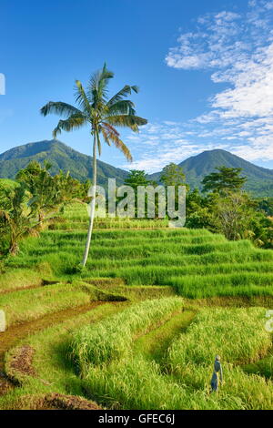 Jatiluwih Reisterrassen, Bali, Indonesien Stockfoto