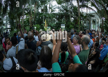 New York, Ny Usa. 29. Juli 2016. Menge von Menschen nehmen Bilder von blühenden Leiche Blume größten unverzweigten Blütenstand der Welt in New York botanische Garten © Lev Radin/Pacific Press/Alamy Live News Stockfoto