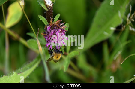 Erhöhte Ansicht der Biene auf lila Distel Blume Stockfoto