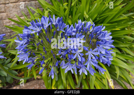 "Blaue Riese" Agapanthus (Schmucklilie) in einem Garten in Somerset, England, Vereinigtes Königreich Stockfoto