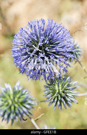 Laubbäume wilder Lauch oder Bärlauch - Allium Ampeloprasum. Stockfoto