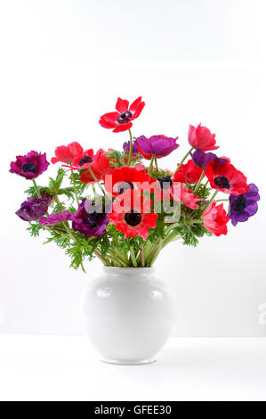 Red and purple Anemone coronaria in a white vase Stockfoto