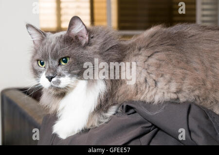 Graue und weiße persische Katze mit grünen Augen Stockfoto