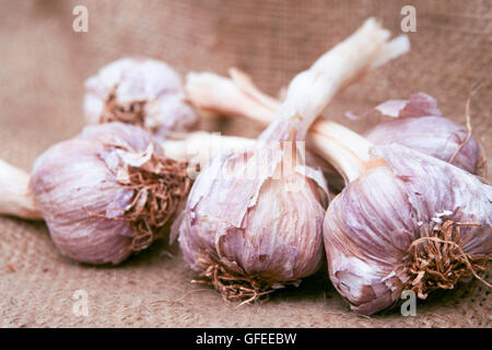 Allium Sativum Knoblauch Zwiebeln Stockfoto