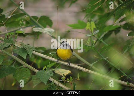 Ein Bananaquit (Coereba Flaveola) thront auf Redvein Frameworks (Frameworks Striatum) in einem Garten der venezolanischen Anden Stockfoto