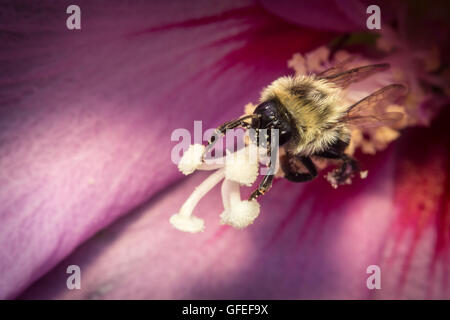 Gemeinsamen östlichen Hummel auf rosa Blume in extreme Nahaufnahme Makro Stockfoto