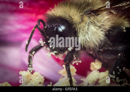 Gemeinsamen östlichen Hummel auf rosa Blume in extreme Nahaufnahme Makro Stockfoto