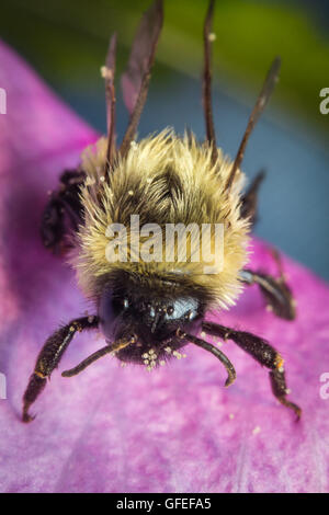 Gemeinsamen östlichen Hummel auf rosa Blume in extreme Nahaufnahme Makro Stockfoto