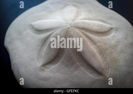 Closeup Sanddollar gehärtet Meer Shell Closeup Hintergrund Stockfoto