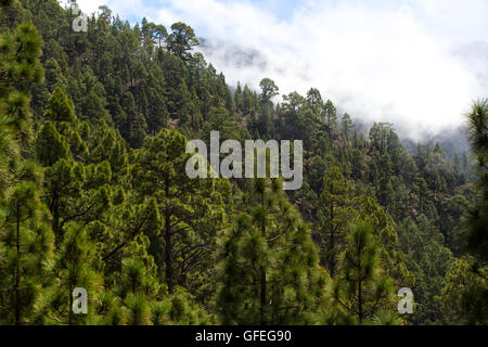 Wald von Pinus Canariensis. Kiefer in Teneriffa, Straße Pinolere zum Teide Stockfoto