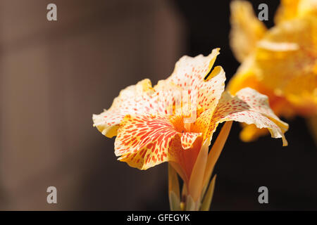 Gelb und orange Canna Blume namens Maui Punsch Blüten im Sommer Stockfoto