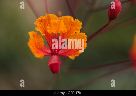 Pfau-Blume, wissenschaftlich bekannt als Caesalpinia Pulcherrima, ist Teil der Erbse Familie und finden Sie in den Tropen und s Stockfoto