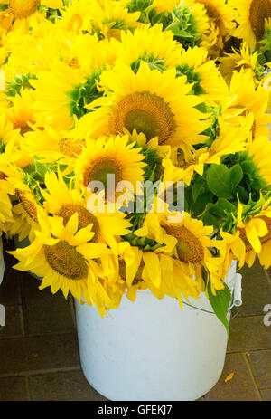 Sonnenblumen im Eimer Stockfoto