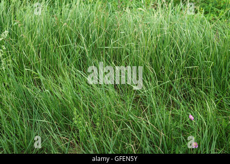 grüne Wildgras outdoor im Sommer Stockfoto