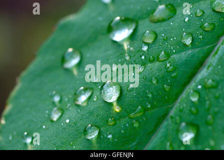 Wassertropfen auf einem Blatt im Frühjahr Stockfoto