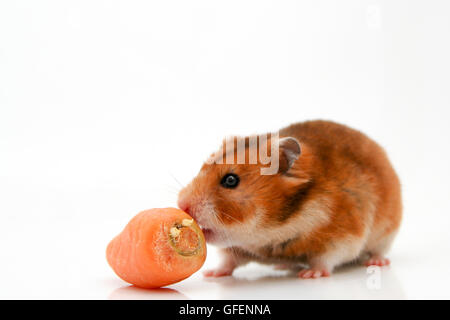 Ausschnitt aus einem neugierig Hamster und eine Karotte auf weißem Hintergrund Stockfoto