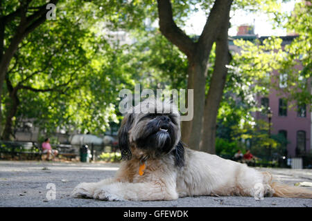 Ein glücklicher fünf jährige Shih Tzu Mix Hund entspannt im Stadtpark an einem Sommertag. Stockfoto