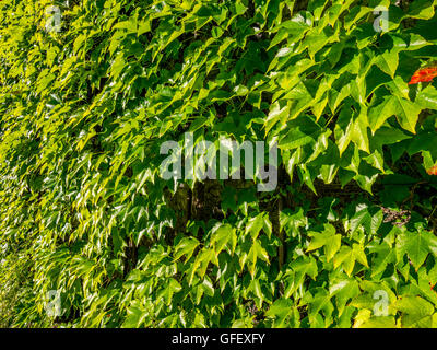 Wilde Weinrebe, japanische Schlingpflanze, Boston-Efeu (Parthenocissus Tricuspidata), Blätter, Oberhofen, Berner Oberland, Schweiz, Europa Stockfoto