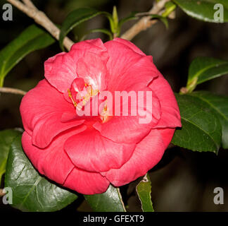 Atemberaubend lebendige rosa / rot gefüllte Blüte und tief grünen Blättern von Camellia Sasanqua, immergrünen Garten Strauch aus Samen gezogen Stockfoto