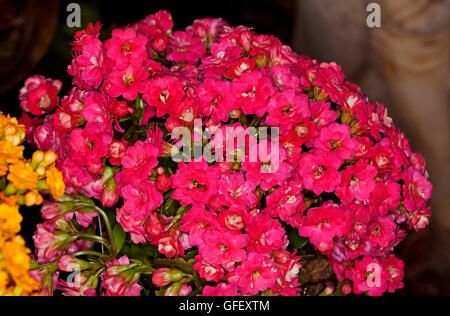 Nahaufnahme der dichten Ansammlung von leuchtend Doppel rot / rosa Blüten der Sukkulente Kalanchoe Blossfeldiana hybrid Stockfoto