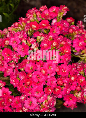 Nahaufnahme der dichten Ansammlung von leuchtend Doppel rot / rosa Blüten der Sukkulente Kalanchoe Blossfeldiana hybrid Stockfoto