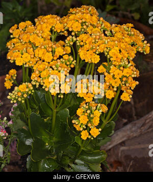 Cluster der lebendige doppelten goldenen gelben Blüten und dunkelgrünen Blätter der Sukkulente Kalanchoe Blossfeldiana hybrid Stockfoto