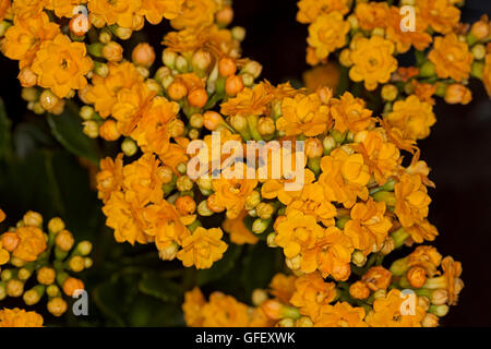 Nahaufnahme des Clusters der lebendige doppelten goldenen gelben Blüten der Sukkulente Kalanchoe Blossfeldiana hybrid Stockfoto