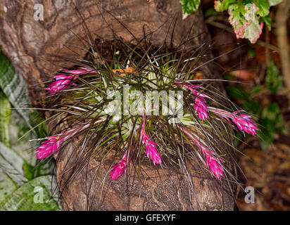 Cluster von Bromelien / Luft-Anlage Tillandsia Stricta mit Masse von atemberaubenden rosa und lila Blumen wachsen auf einem hölzernen stumpf Stockfoto