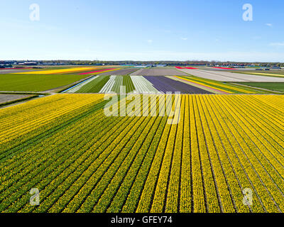 Luftaufnahmen von blühenden Tulpenfelder in der Landschaft aus den Niederlanden Stockfoto